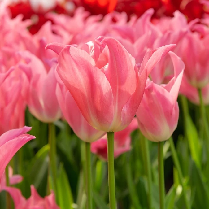 7 Tulipes pretty love Tulipa pretty love