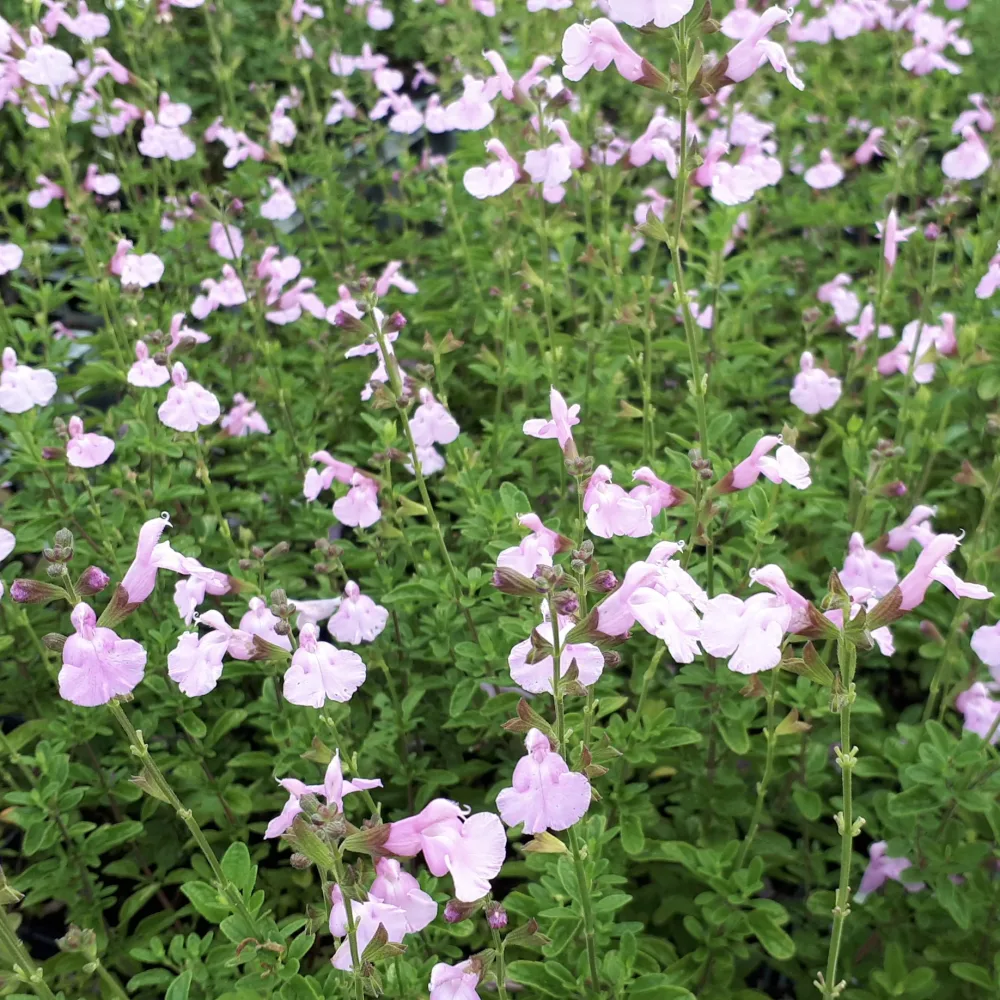 Sauge Magical® Orinoco Kolmaori Salvia x jamensis Magical® Orinoco Kolmaori