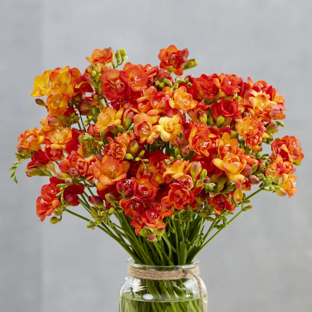 25 Freesias à fleurs doubles oranges Freesia Double Orange