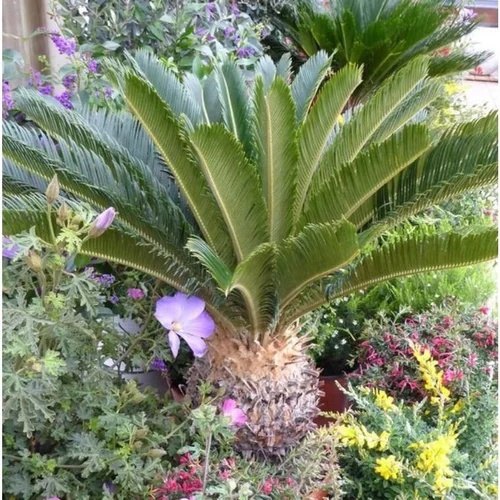 Cycas Revoluta ou faux palmier vert en pot de 110 L