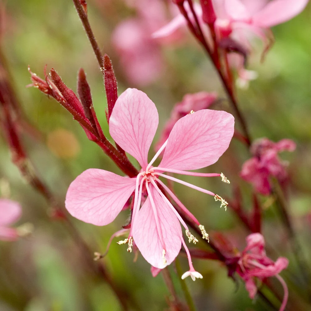 Gaura Blaze Gaura lindheimeri Blaze