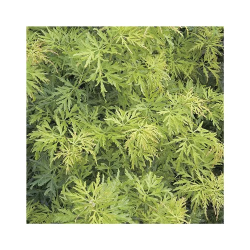 Erable du Japon (ACER PALMATUM SEIRYU ) Le pot de 15 litres