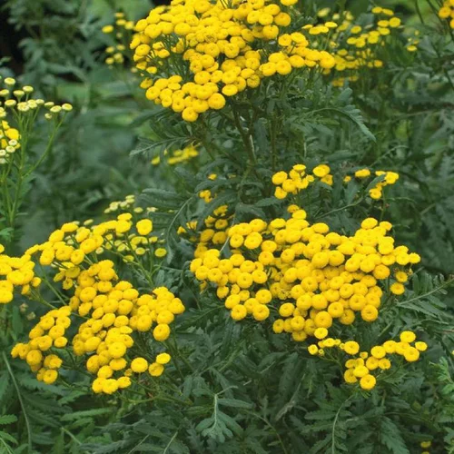 Repousse les insectes Bio - Le pot Biodégradable de 10.5 cm