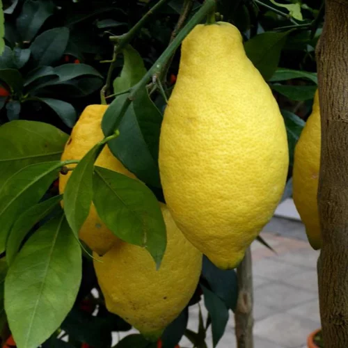 Citronnier 4 Saisons. Le pot de 5 litres