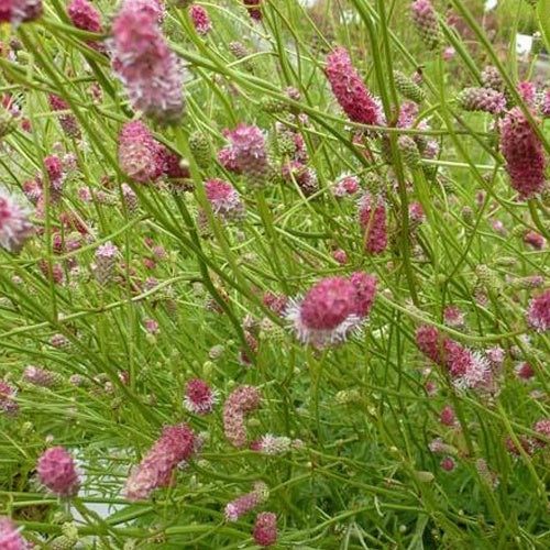 Pimprenelle à fines feuilles Pink Elephant - Sanguisorbe Sanguisorba tenuifolia pink elephant