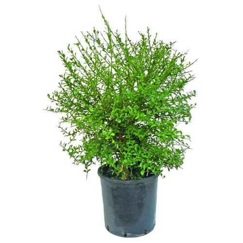 Citronnier Caviar. Le pot de 15 litres