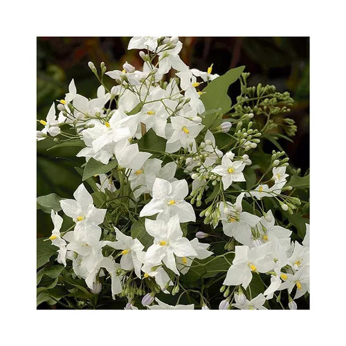 Solanum jasminoide coloris blanc. Le pot de 15 litres