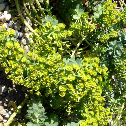 Euphorbe Myrsinites - Le pot de 10,5 cm