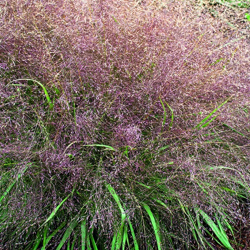 Eragrostide Brillante vert botanic®. Le pot de 7,5 litres