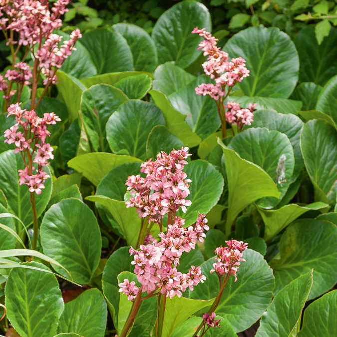 Bergénia Bressingham Ruby Bergenia Bressingham Ruby