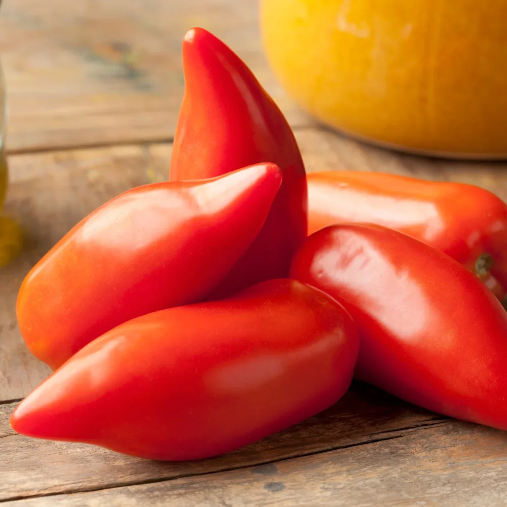 Tomate Cornue des Andes Solanum lycopersicum Cornue des Andes