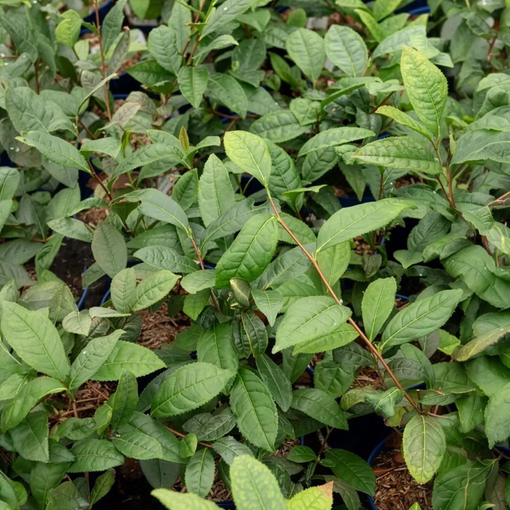 Théier Camellia sinensis