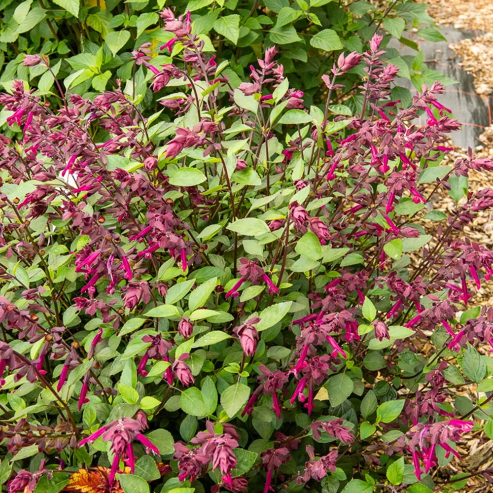 Sauge Love and Wishes® Salvia Love and Wishes ®