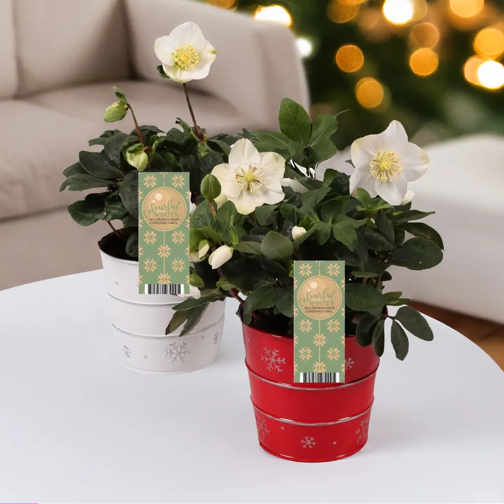 Héllébore de Noel et son pot de Noël Helleborus niger Christmas Carol