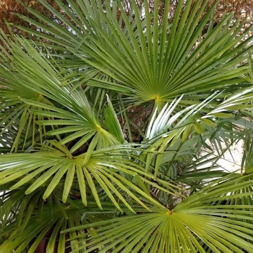 Trachycarpus Fortunei (palmier chanvre) 5 vert