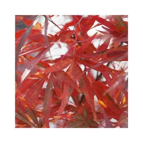 Erable du Japon (ACER PALMATUM ATROLINEARE ) Le pot de 15 litres