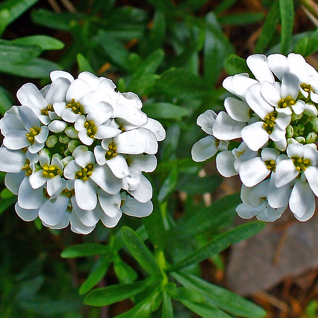 6 x Corbeille d'Argent – Iberis sempervirens, godet 9cm x 9cm