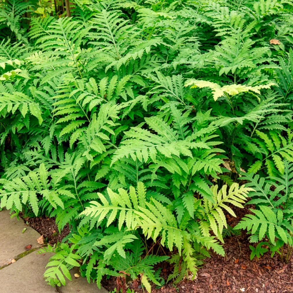 Onoclea - Fougère Onoclea sensibilis