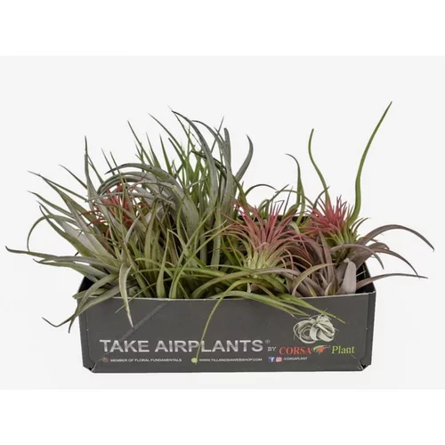 Tillandsia mix vert 7 cm