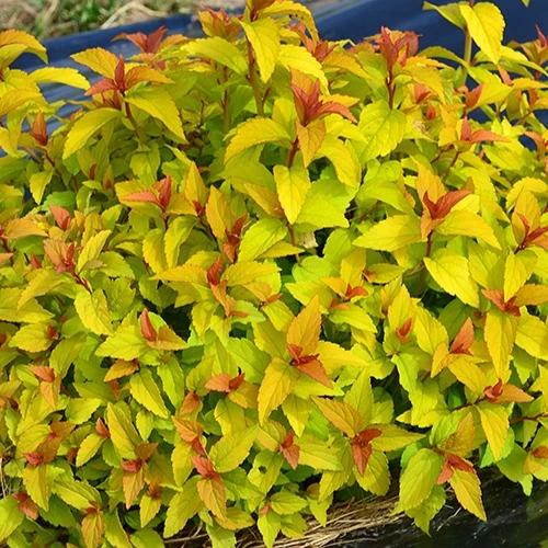Spirée du Japon Merlo® Gold Spiraea japonica Merlo ® Gold