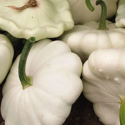 Courge Patisson Blanc Bio. Le pot de 9x9 cm
