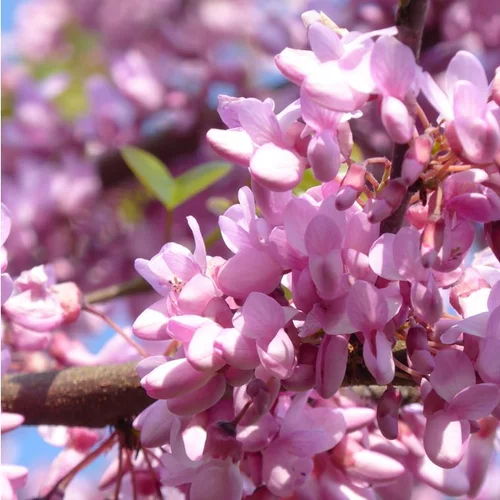 Arbre de Judée (Cercis Siliquastrum) 40/60. Le pot de 4 litres