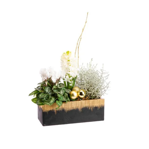 Composition de cyclamen et jacinthe en jardinette noir et or