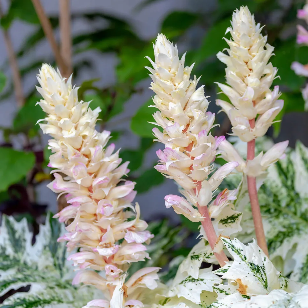 Acanthe de Tasmanie Angel Acanthus hybride tasmanian angel