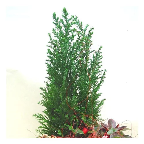 Chamaecyparis Law.Elwoodii - Le pot de 10.5 cm