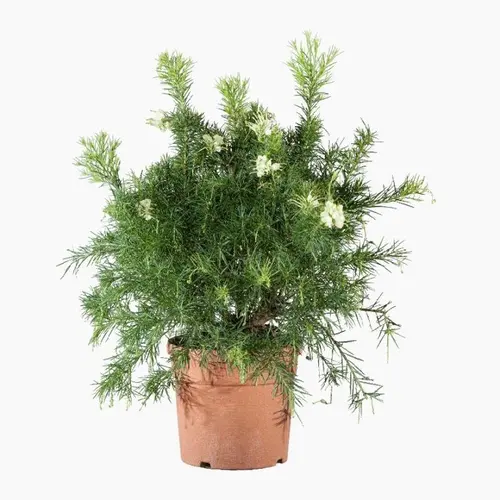 Grevillea Gracilis Alba blanc. Le pot de 3 litres