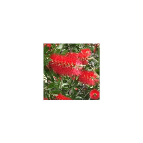 Arbre aux écouvillons ou Callistemon Laevis - Le pot de 2,5 litres