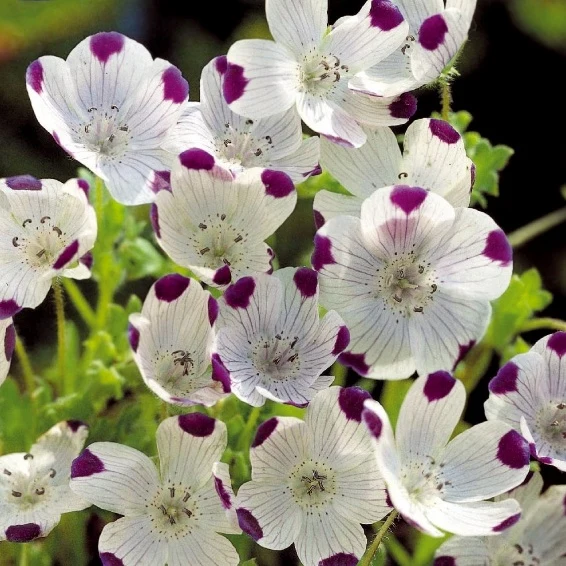 Némophile maculée Spotty Nemophila maculata