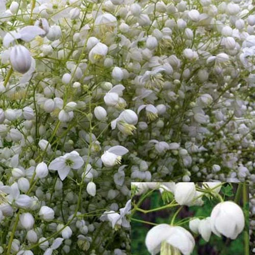 Pigamon Delavayi Splendide White Thalictrum delavayi fr21034 splendide white