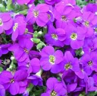 Aubriète - Le pot de 3 litres