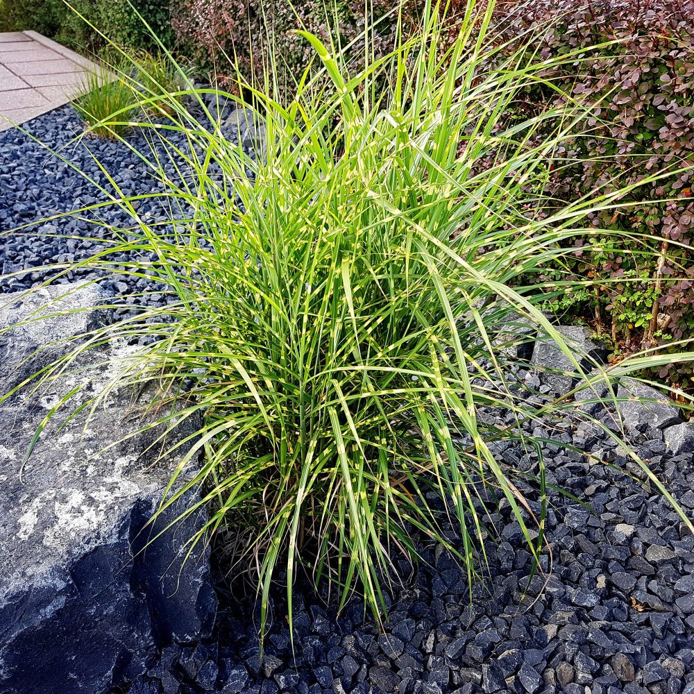 Eulalie Strictus Miscanthus sinensis strictus