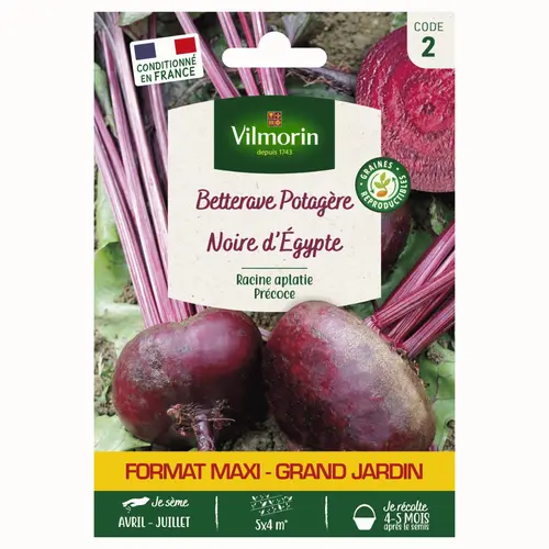 Betterave d'Égypte Vilmorin - graines à semer