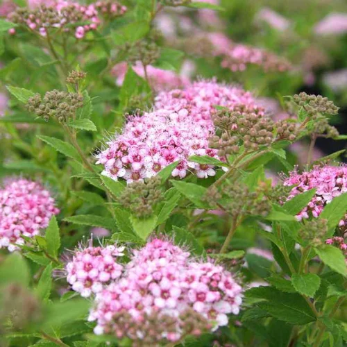 Spiraera Japonica Little Princess - Pot de 3L