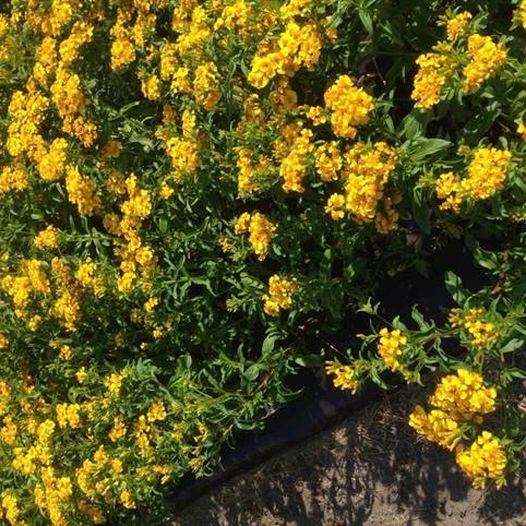Estragon du Mexique Tagetes lucida