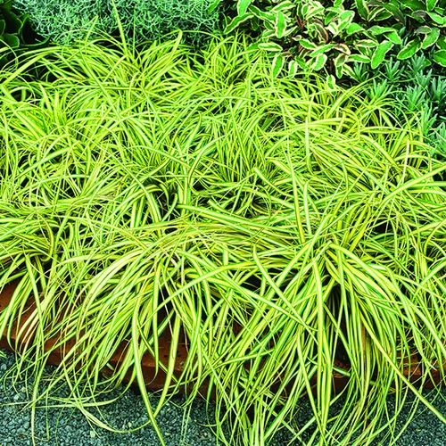 Carex Oshimensis Evergold jaune botanic®. Le pot de 2 litres