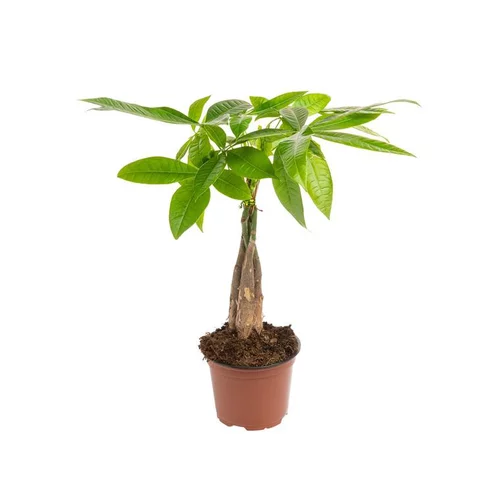 Pachira Aquatica tressé. Le pot Ø 12 cm