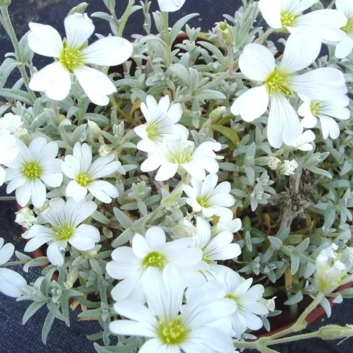 Céraiste tomenteux (Oreille de souris ou Corbeille d'Argent de Crimée) à fleurs blanches - La barquette de 6 plants