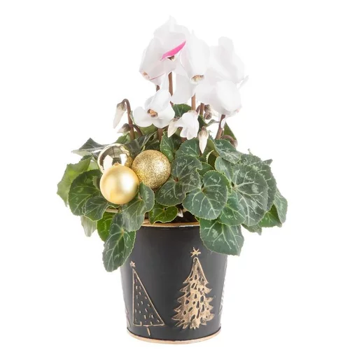 Composition de Noël cyclamen multicolore pot en zinc noir et or