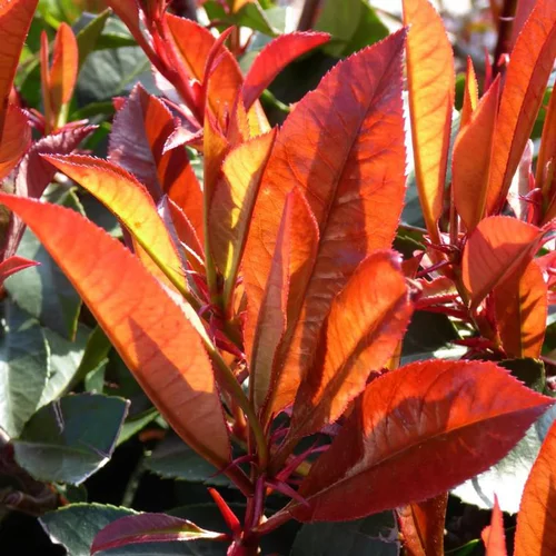 Photinia rouge. 60/80 cm