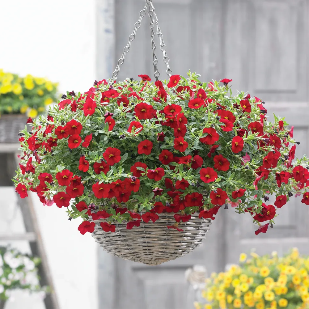 Mini-pétunia rouges Calibrachoa hybride red