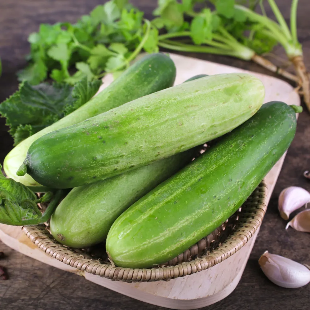 Concombre Sonja F1 Bio Cucumis sativus sonja f1