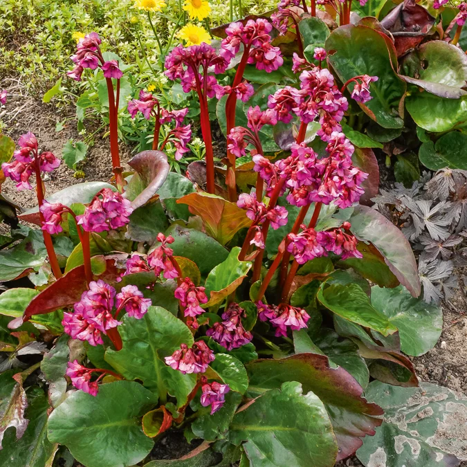 Bergénia Abendglut Bergenia cordifolia Abendglut