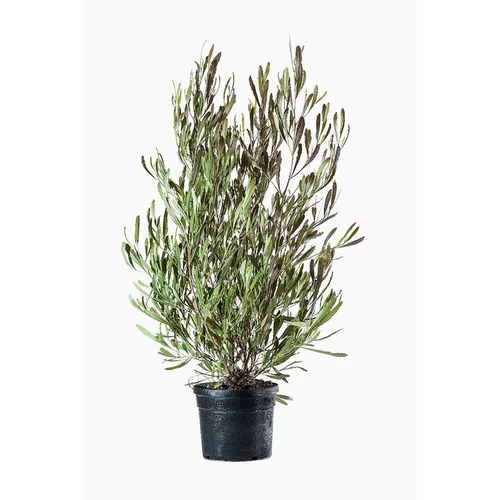 Dodonea Viscosa Purpurea rouge en pot de 3 L