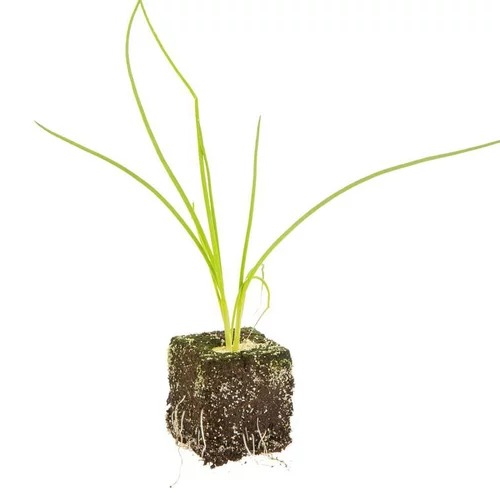 Oignon Blanc De Rebouillon Bio. La motte de 4x4 cm