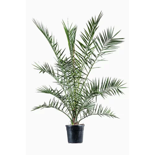 Phoenix Canariensis ou Dattier des Canaries 80/100. Le pot de 3 litres