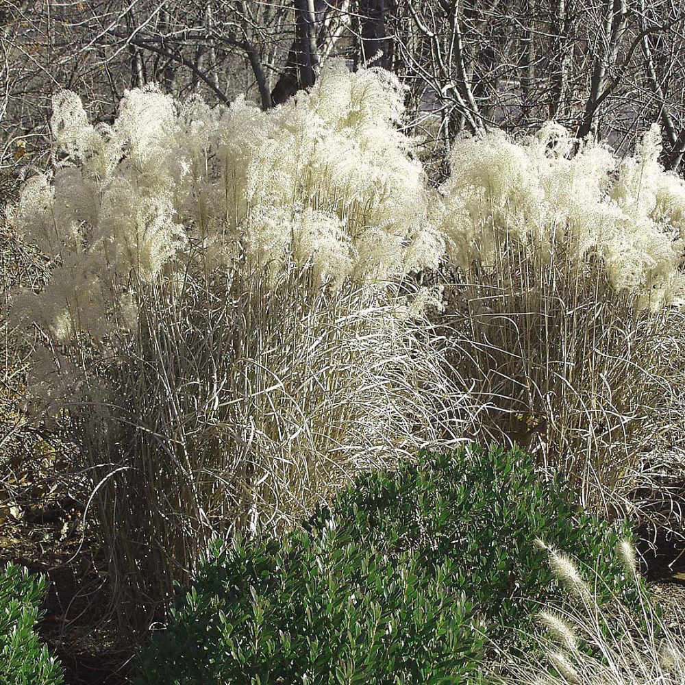 6 x Eulalie 'Graziella' – Miscanthus sinensis 'Graziella', godet 9cm x 9cm